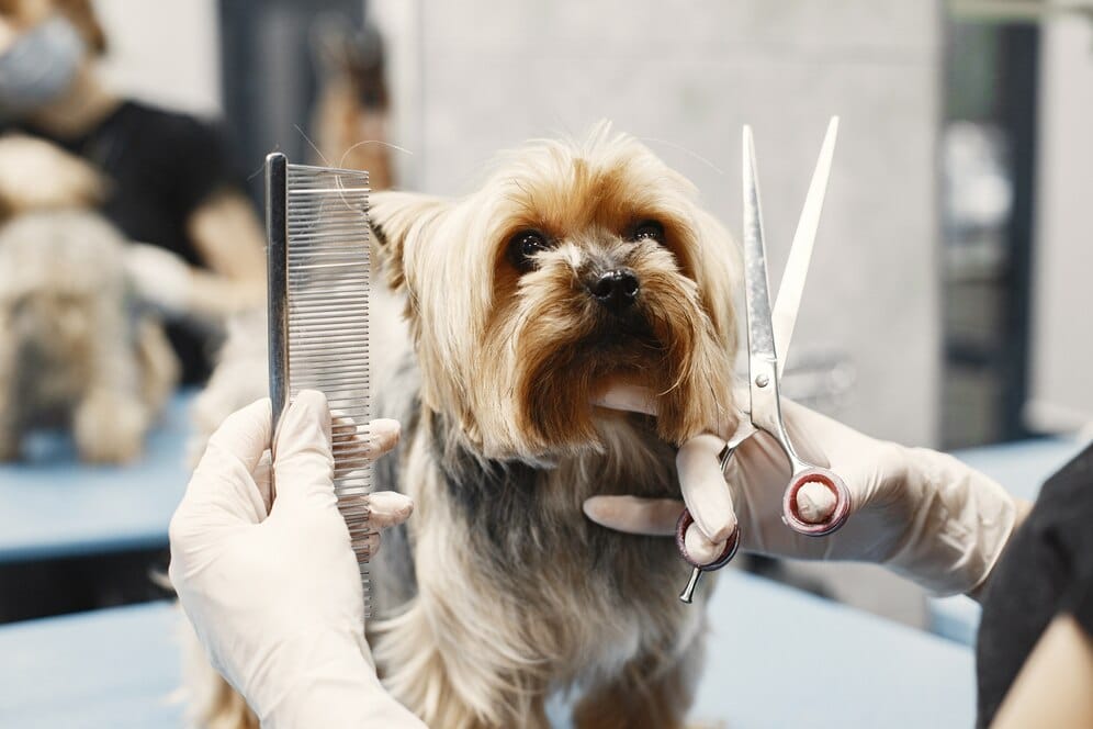 A pet lover wearing gloves holds a comb and scissors while grooming a small, long-haired dog on a table, showcasing the care and attention often found in mobile pet grooming services.